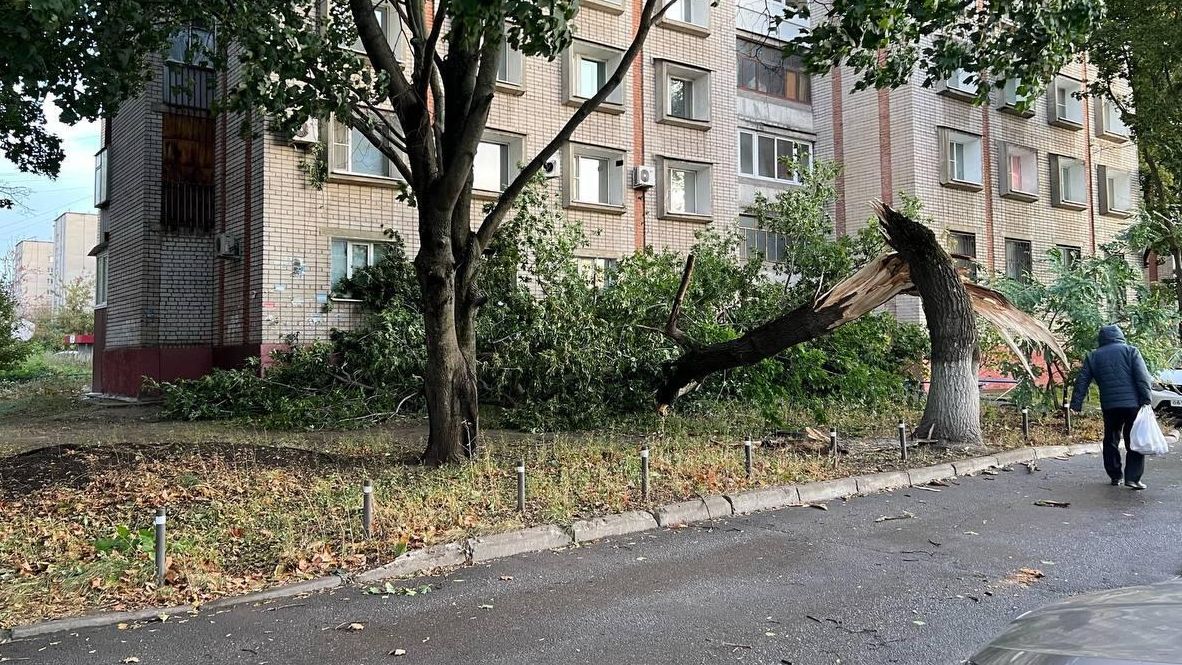 Дерево, поваленное сильным ветром в Липецке. 8 октября 2023 Дерево, поваленное сильным ветром в Липецке. 8 октября 2023 - РИА Новости, 1920, 08.10.2023