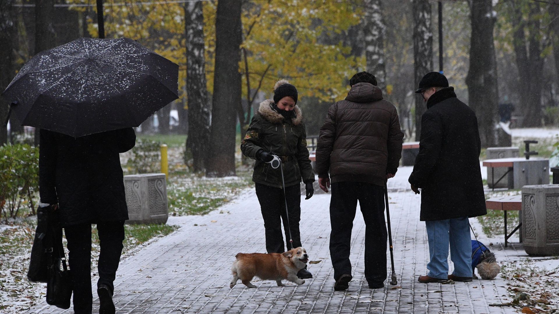 Люди выгуливают собак в одном из парков в Москве Люди выгуливают собак в одном из парков в Москве - РИА Новости, 1920, 21.11.2023