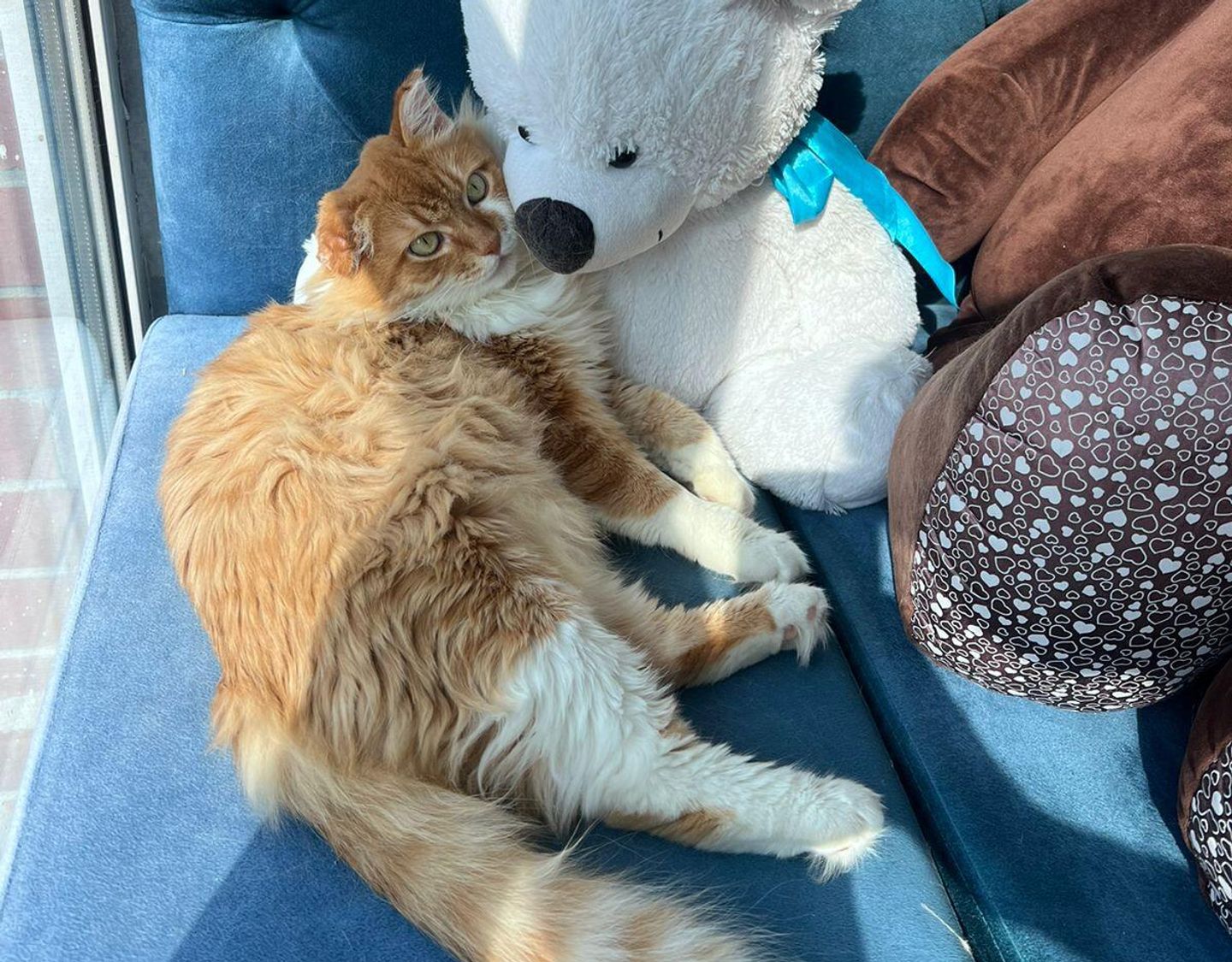 Кот Сеня в новом доме