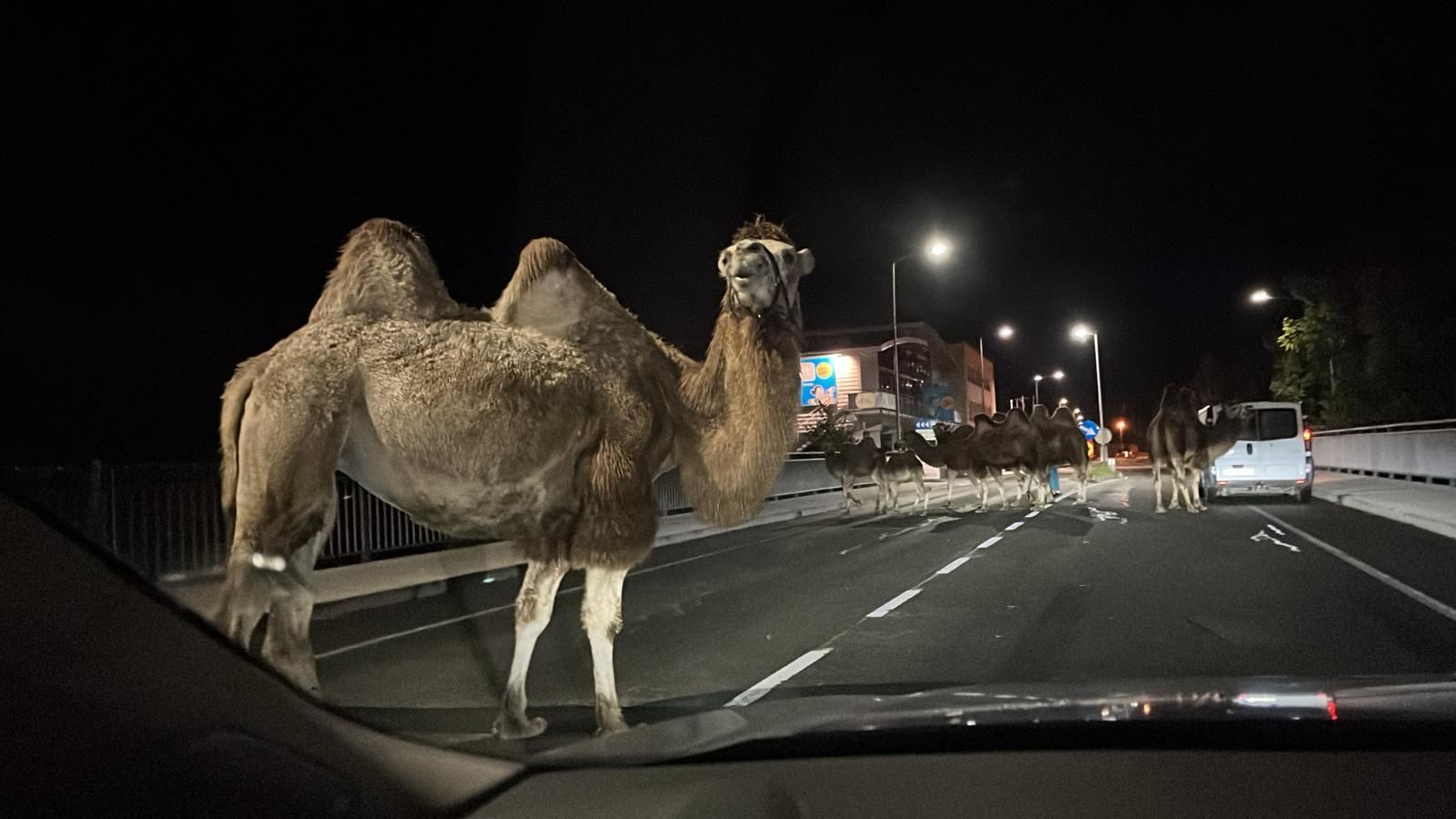 Верблюды на улице в Зальцбурге, Австрия Верблюды на улице в Зальцбурге, Австрия - РИА Новости, 1920, 16.10.2023