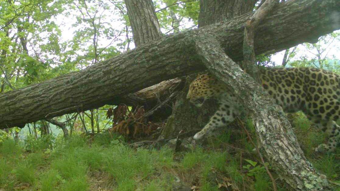 Самка дальневосточного леопарда под номером Leo 138F Самка дальневосточного леопарда под номером Leo 138F - РИА Новости, 1920, 19.10.2023