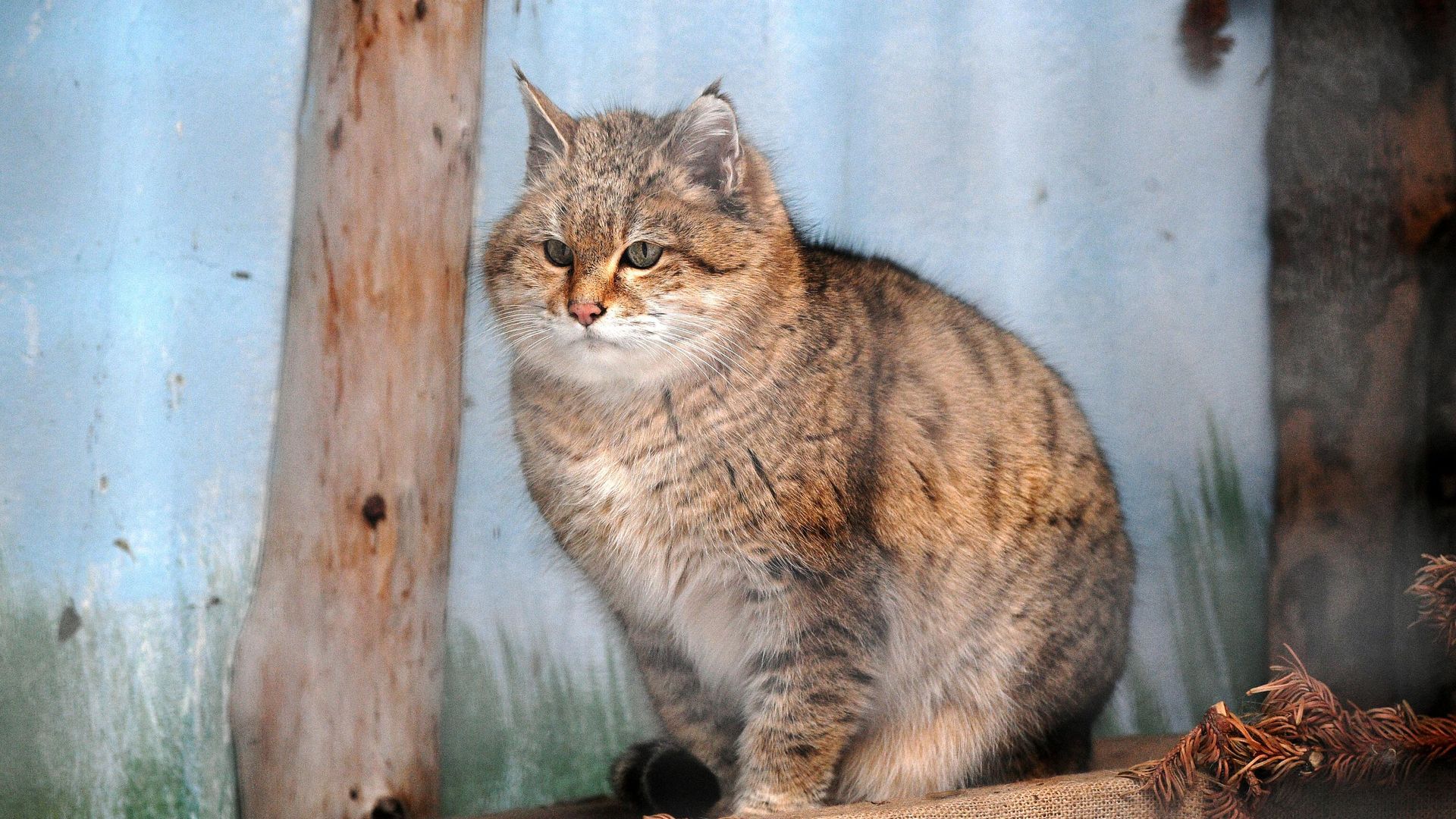 Дикий кот Дикий кот - РИА Новости, 1920, 22.10.2023