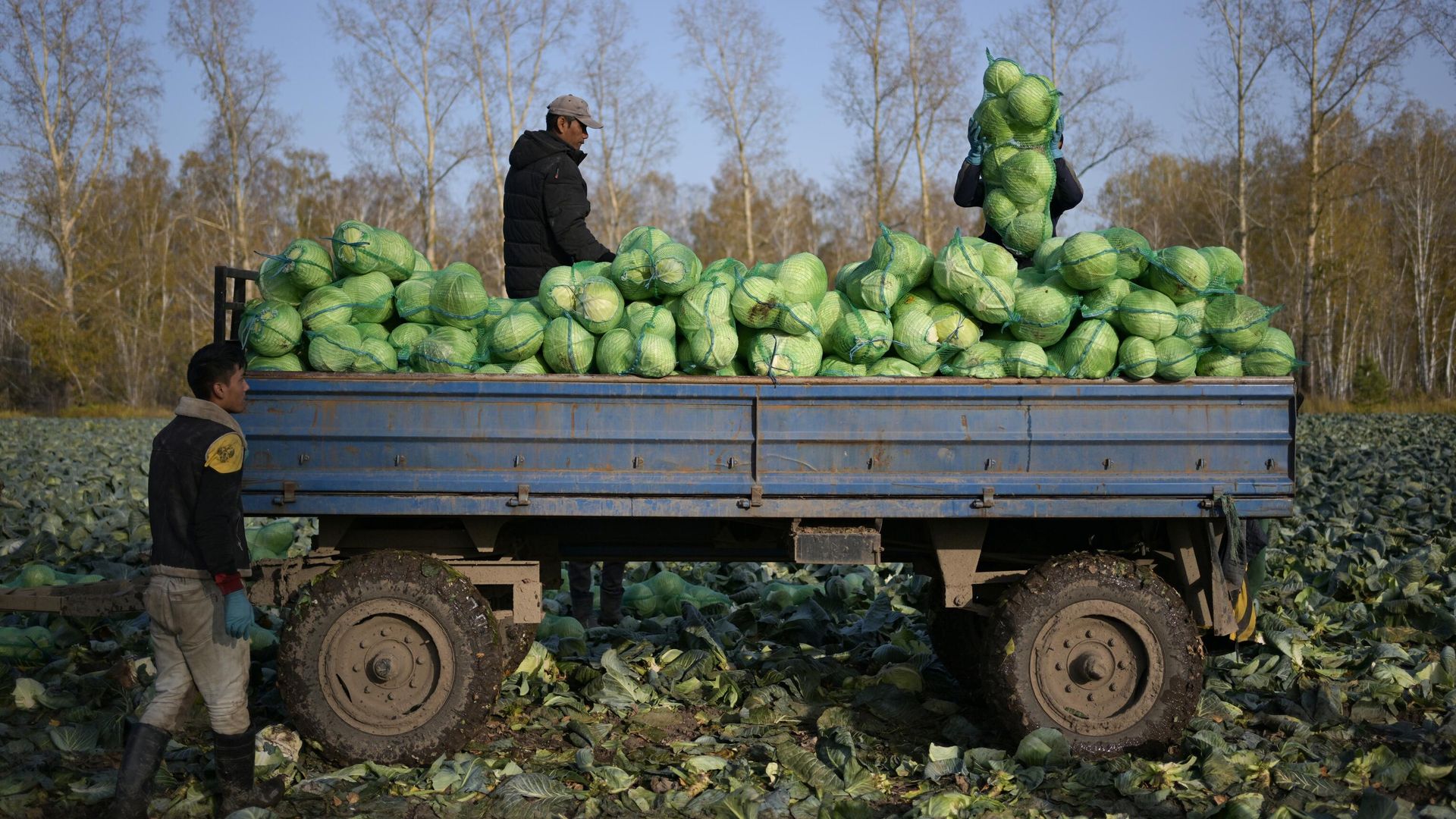 Уборка урожая белокочанной капусты Уборка урожая белокочанной капусты - РИА Новости, 1920, 13.12.2023