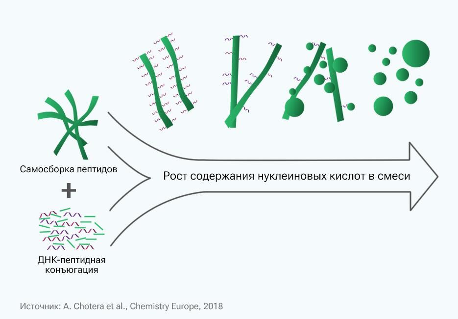 Смена волокнистых ДНК-пептидных структур сферическими по мере роста концентрации нуклеиновых кислот Смена волокнистых ДНК-пептидных структур сферическими по мере роста концентрации нуклеиновых кислот - РИА Новости, 1920, 30.10.2023