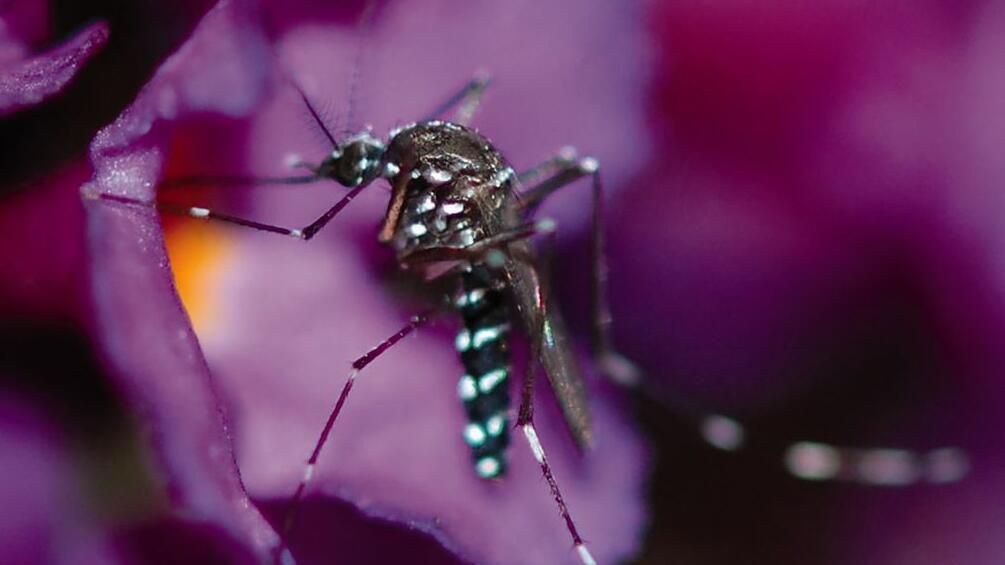 Комар Aedes albopictus Комар Aedes albopictus - РИА Новости, 1920, 06.02.2024