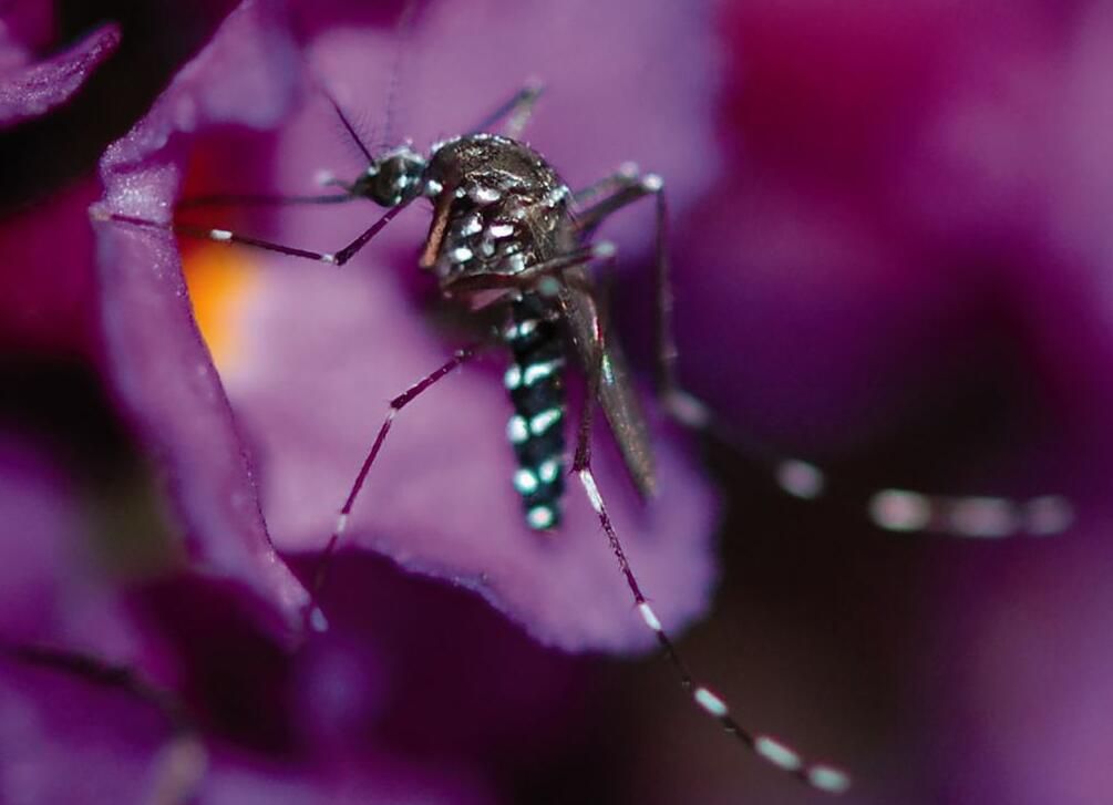 Комар Aedes albopictus - РИА Новости, 1920, 02.11.2023
