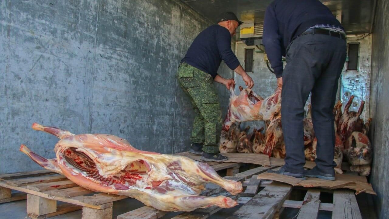 Фермеры из Дагестана отправляют баранину и говядину для бойцов СВО Фермеры из Дагестана отправляют баранину и говядину для бойцов СВО - РИА Новости, 1920, 07.11.2023