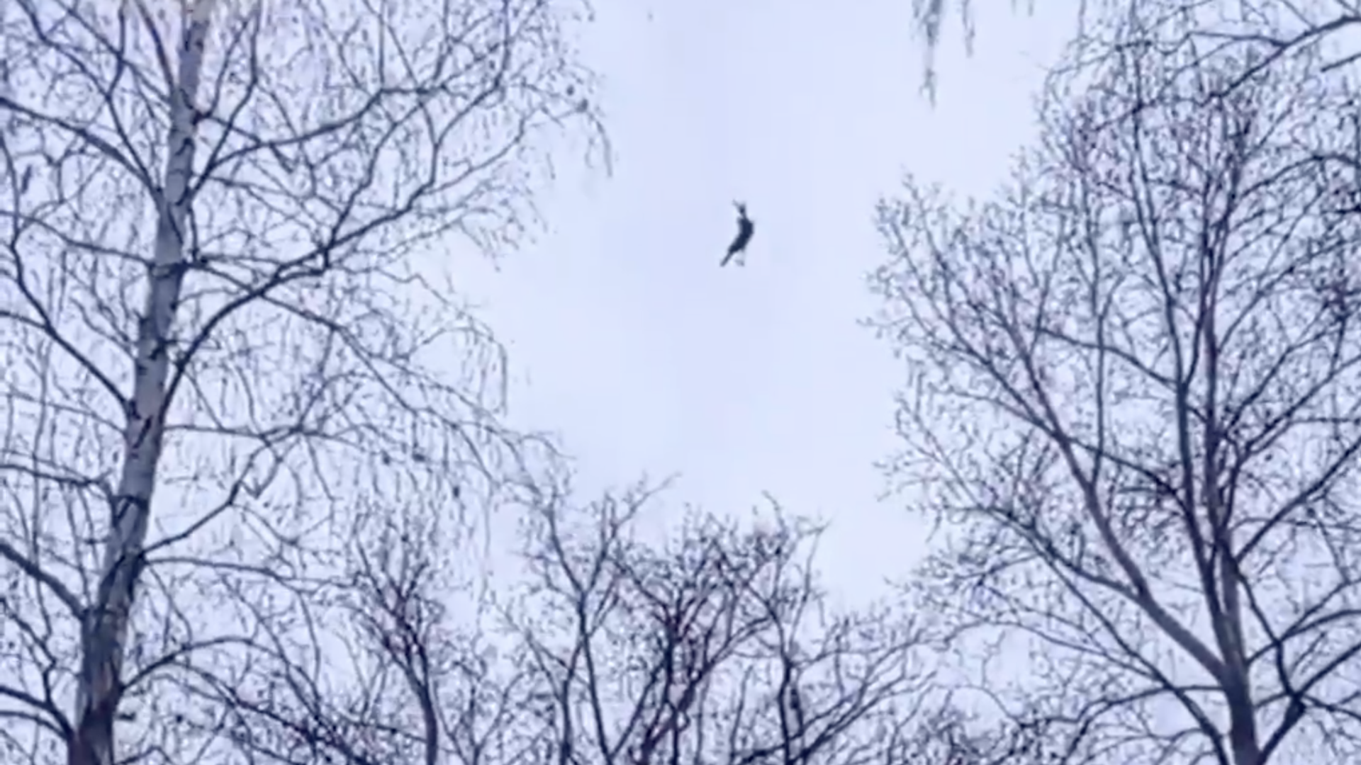 Ворона, запутавшаяся в леске в Уфе Ворона, запутавшаяся в леске в Уфе - РИА Новости, 1920, 10.11.2023