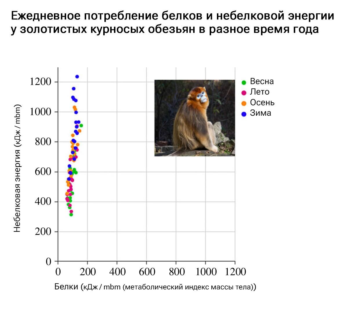 Ежедневное потребление белков и небелковой энергии у золотистых курносых обезьян (Rhinopithecus roxellana) в разное время года Ежедневное потребление белков и небелковой энергии у золотистых курносых обезьян (Rhinopithecus roxellana) в разное время года - РИА Новости, 1920, 10.11.2023
