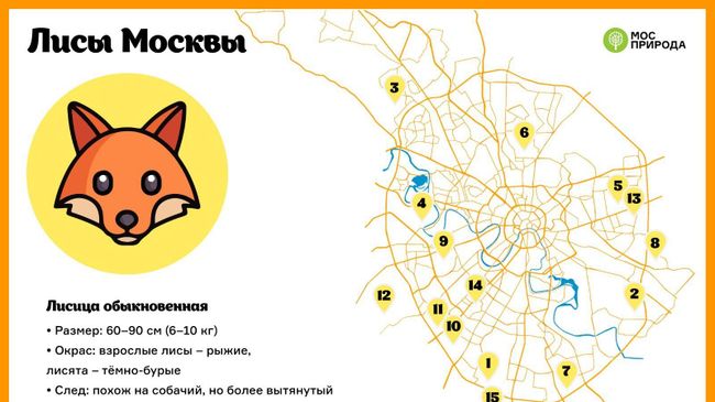 Карта обитания лис в Москве