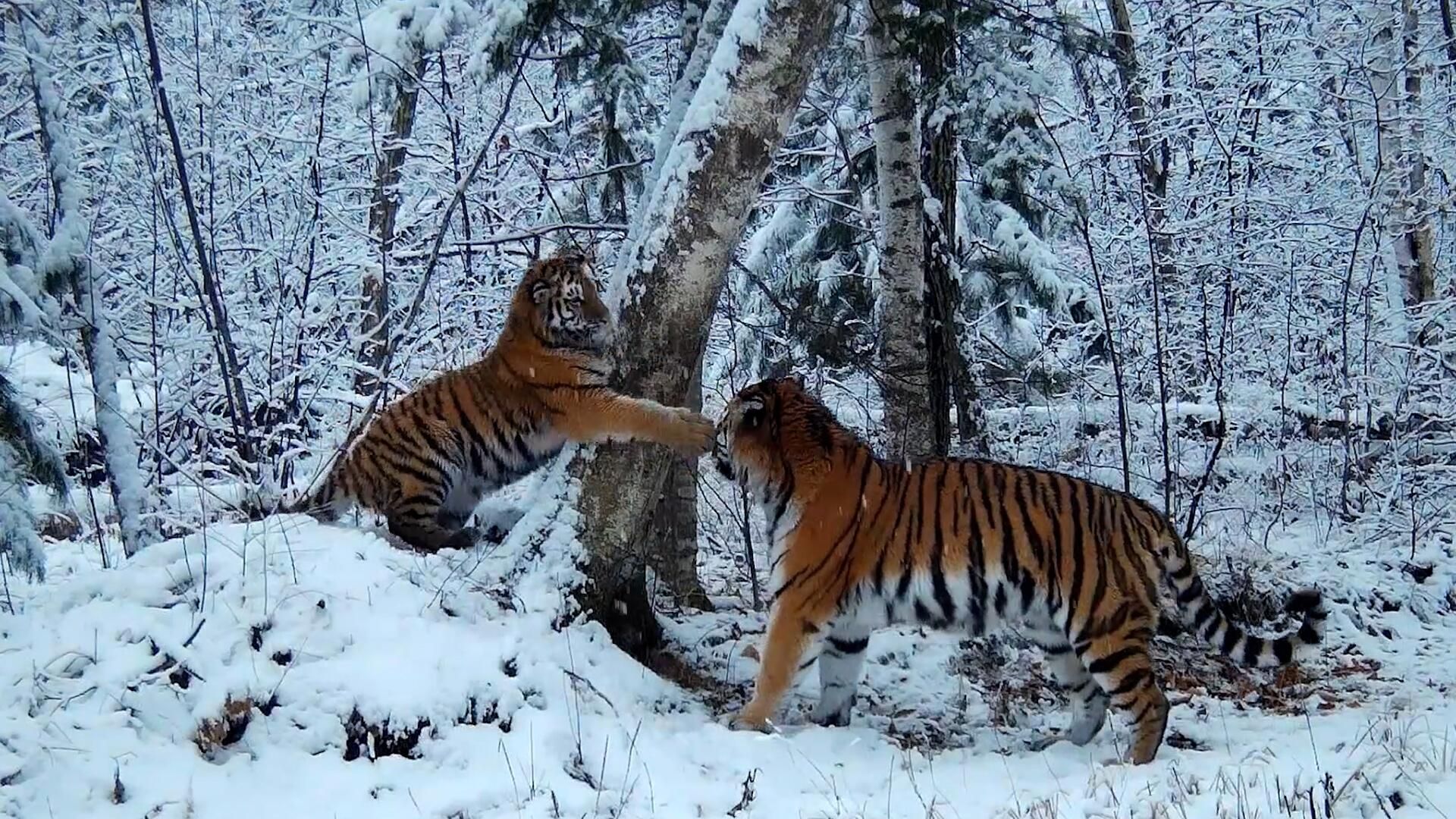 Тигрица Принцесса и ее детеныш на кадрах фотоловушки Сихотэ-Алинского заповедника Тигрица Принцесса и ее детеныш на кадрах фотоловушки Сихотэ-Алинского заповедника - РИА Новости, 1920, 14.11.2023