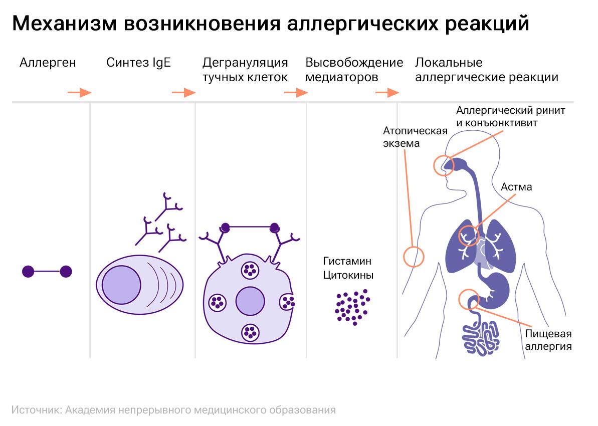 Механизм возникновения аллергических реакций