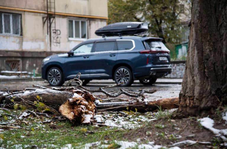 Поваленное дерево в Симферополе Поваленное дерево в Симферополе