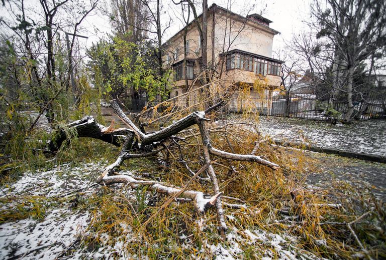 Поваленное дерево в Симферополе Поваленное дерево в Симферополе