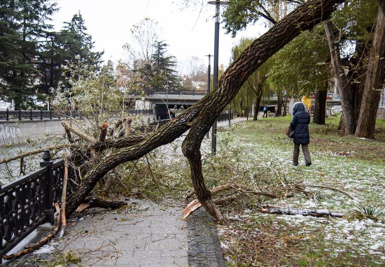 Поваленное дерево в Симферополе Поваленное дерево в Симферополе