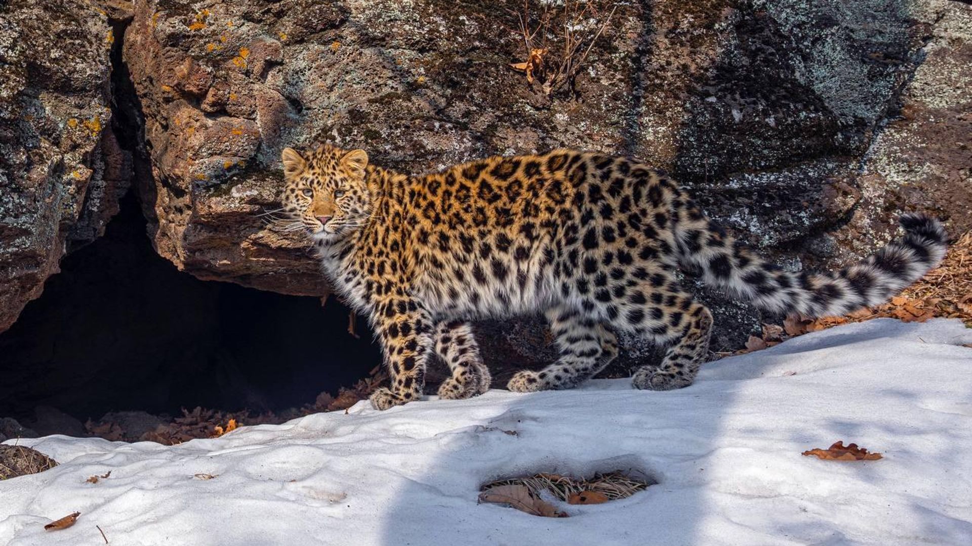 Котенок редкого дальневосточного леопарда в нацпарке Земля леопарда в Приморье Котенок редкого дальневосточного леопарда в нацпарке Земля леопарда в Приморье - РИА Новости, 1920, 22.12.2023