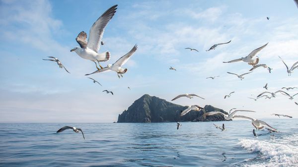 Остров Карамзина в Приморье Остров Карамзина в Приморье