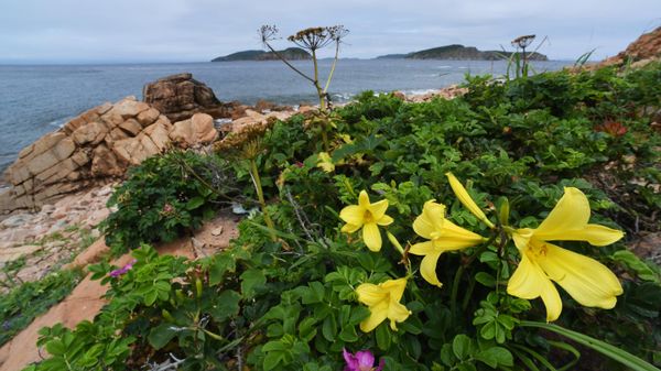 Остров Желтухина в заливе Петра Великого Японского моря во Владивостоке Остров Желтухина в заливе Петра Великого Японского моря во Владивостоке