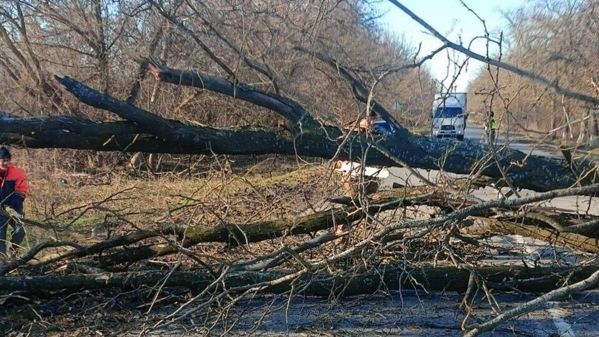 Дерево, упавшее на проезжую часть из-за сильного ветра на автодороге Курская - Горнозаводское в Ставропольском крае Дерево, упавшее на проезжую часть из-за сильного ветра на автодороге Курская - Горнозаводское в Ставропольском крае - РИА Новости, 1920, 28.12.2023
