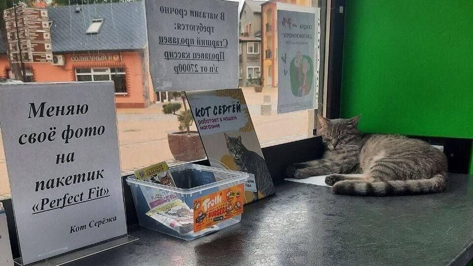 Жители Зеленоградска в Калининградской области собрали более 500 подписей в защиту кота Сергея Жители Зеленоградска в Калининградской области собрали более 500 подписей в защиту кота Сергея - РИА Новости, 1920, 12.01.2024