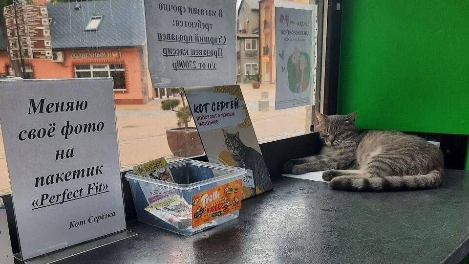 Жители Зеленоградска в Калининградской области собрали более 500 подписей в защиту кота Сергея Жители Зеленоградска в Калининградской области собрали более 500 подписей в защиту кота Сергея - РИА Новости, 1920, 12.01.2024