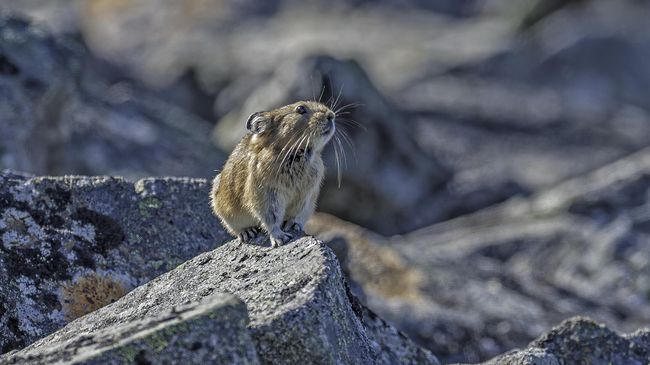 Северная пищуха на Чукотке Северная пищуха на Чукотке