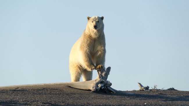 Белый медведь на побережье Восточно-Сибирского моря Белый медведь на побережье Восточно-Сибирского моря