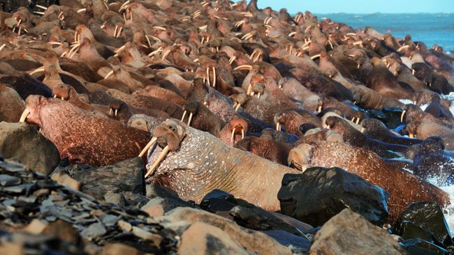 Моржи на лежбище Чукотского полуострова Моржи на лежбище Чукотского полуострова