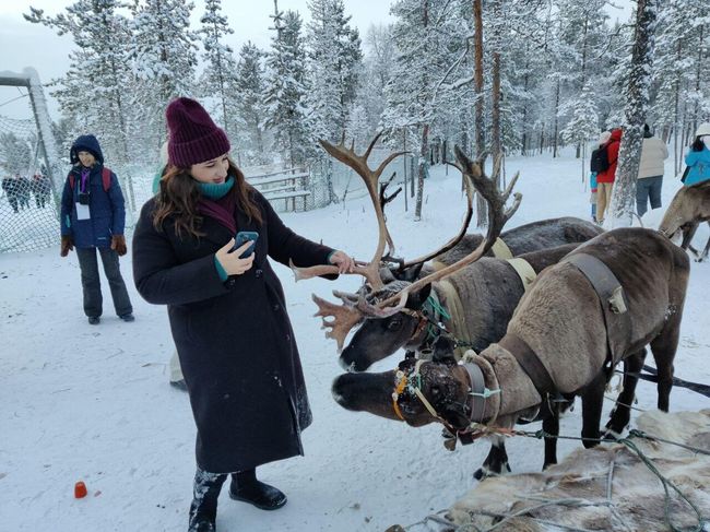 Туристка фотографируется с оленями в комплексе Самь-Сыйт Туристка фотографируется с оленями в комплексе Самь-Сыйт