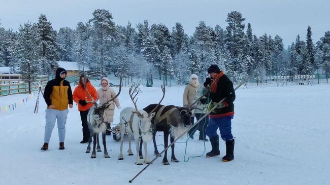Туристы катаются на оленях в саамской деревне Туристы катаются на оленях в саамской деревне