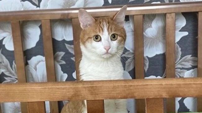 Кот Твикс
