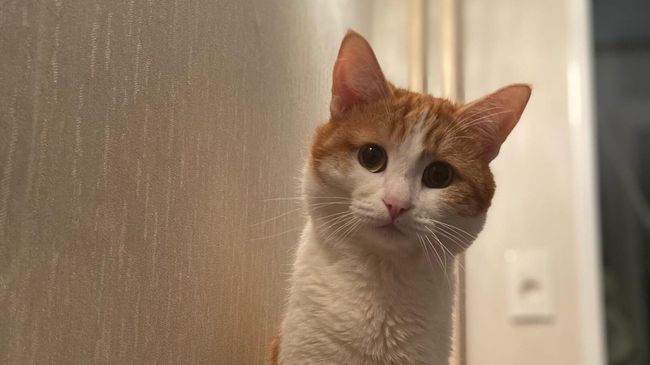 Кот Твикс