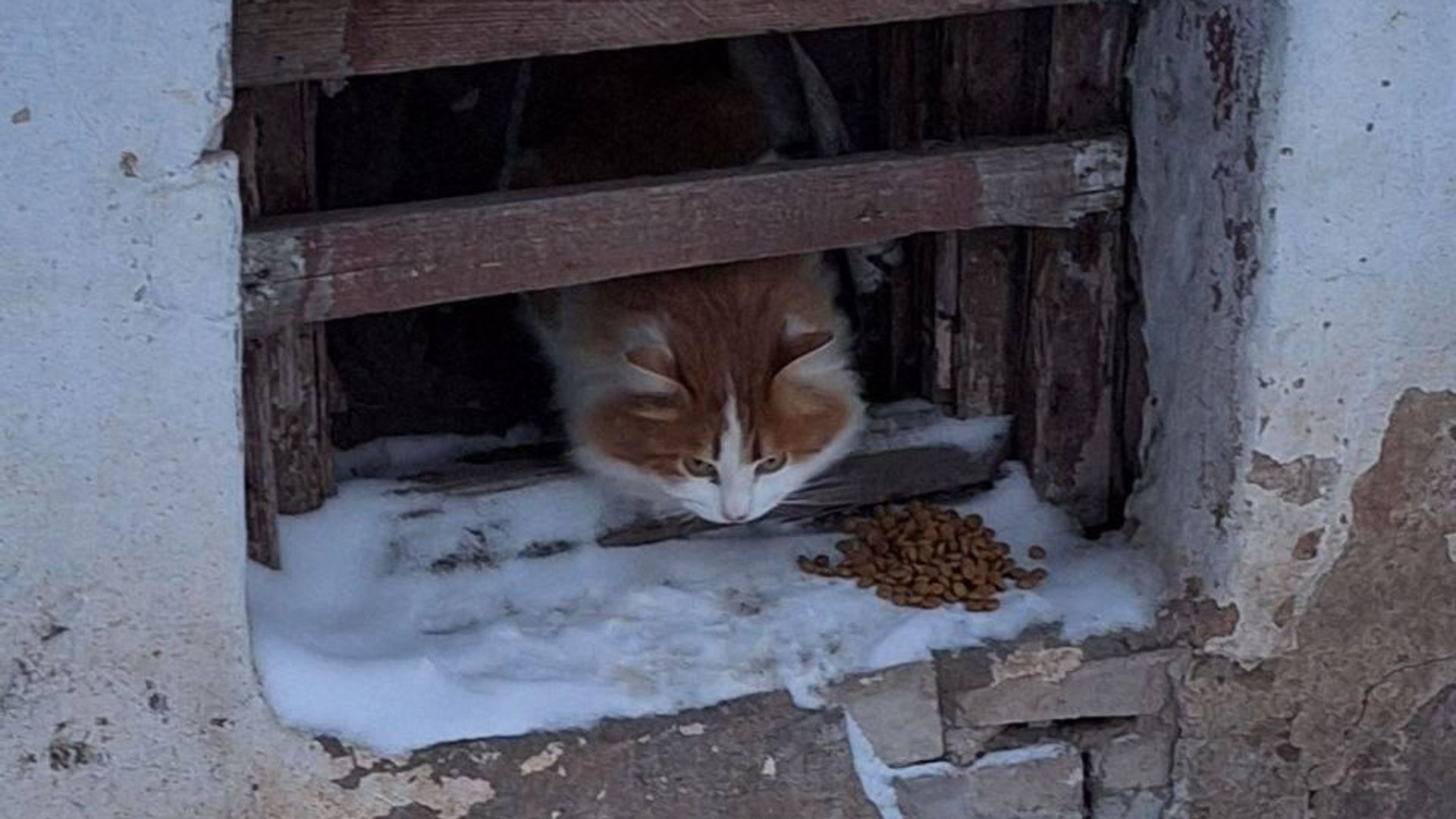 Бродячий кот, похожий на кота Твикса Бродячий кот, похожий на кота Твикса - РИА Новости, 1920, 22.01.2024