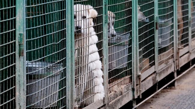 Собаки в вольерах в приюте