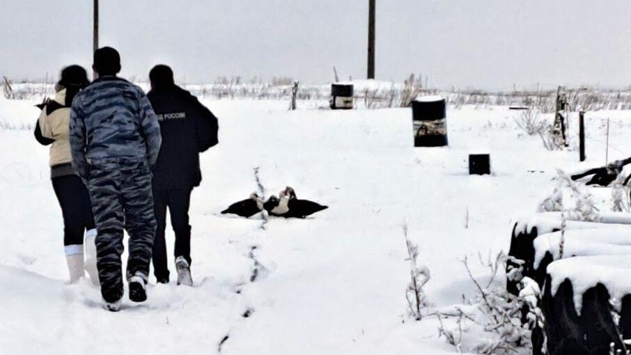 Волонтеры вызвали на место содержания животных полицию Волонтеры вызвали на место содержания животных полицию - РИА Новости, 1920, 02.02.2024