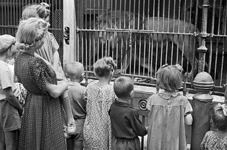 Посетители московского зоопарка у клетки со львом. 1944 год