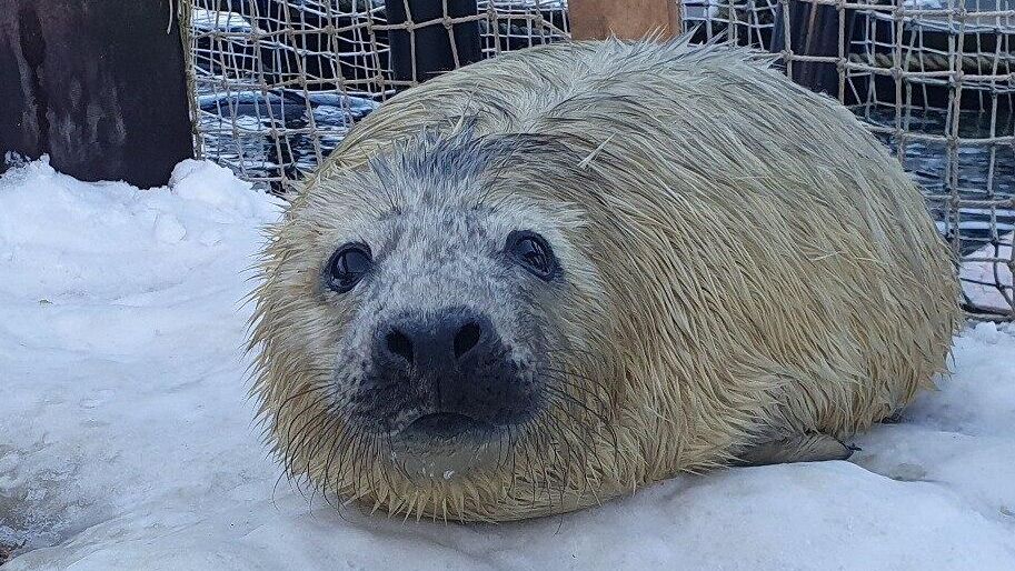 Новорожденный тюлень на акваполигоне Мурманского морского биологического института Новорожденный тюлень на акваполигоне Мурманского морского биологического института - РИА Новости, 1920, 08.02.2024