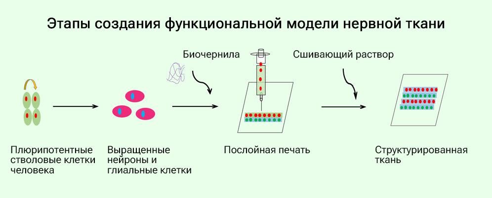 Этапы создания функциональной модели нервной ткани - РИА Новости, 1920, 09.02.2024
