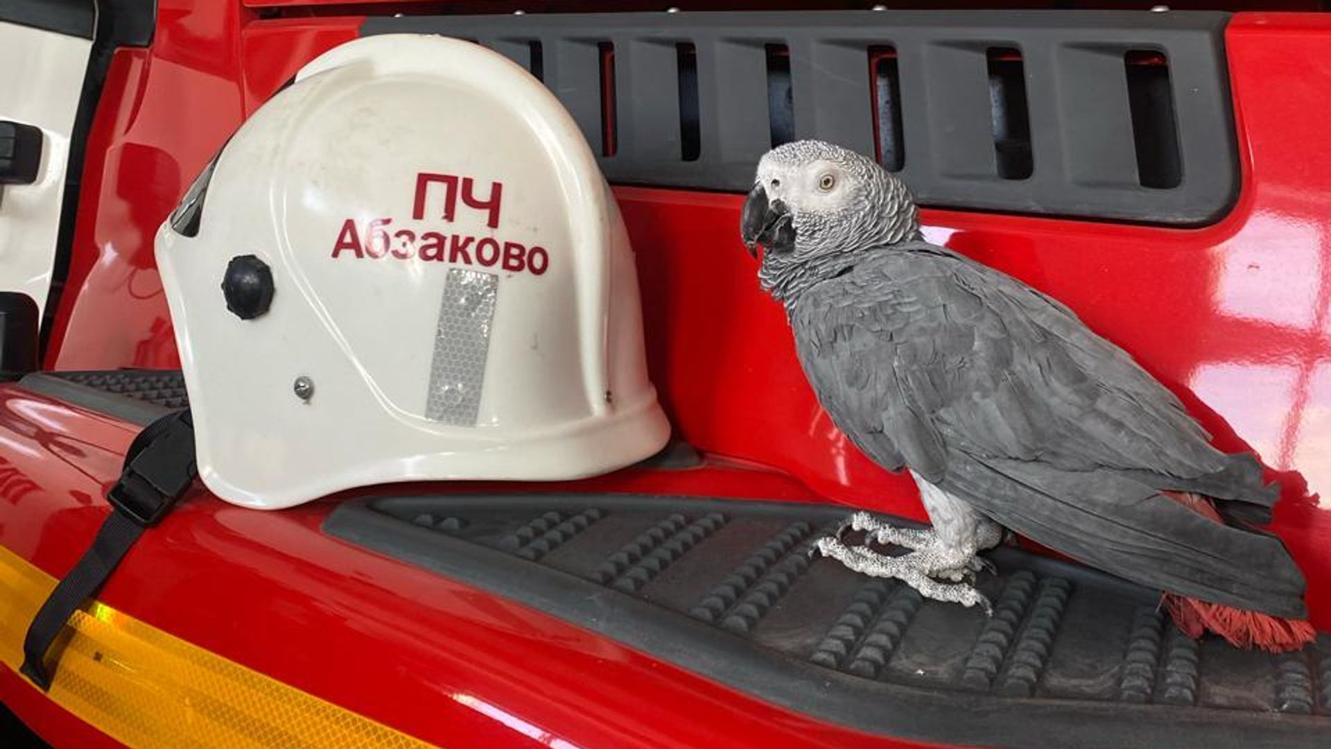 Попугай Жорик в пожарной части в селе Абзаково Белорецкого района Попугай Жорик в пожарной части в селе Абзаково Белорецкого района - РИА Новости, 1920, 12.02.2024