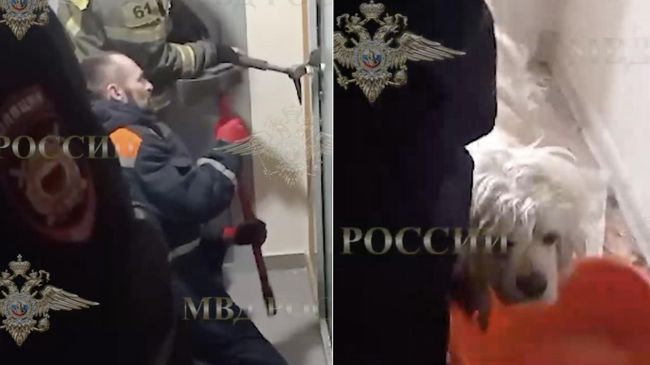 Сотрудники подмосковного Мособлпожспаса спасли из запертой квартиры собаку