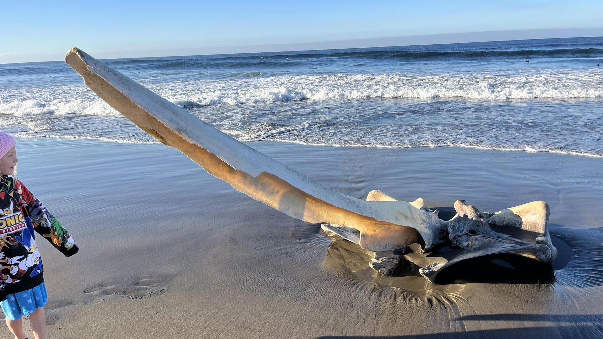 Гигантский череп на пляже Pajaro Dunes в Калифорнии, США Гигантский череп на пляже Pajaro Dunes в Калифорнии, США - РИА Новости, 1920, 28.02.2024