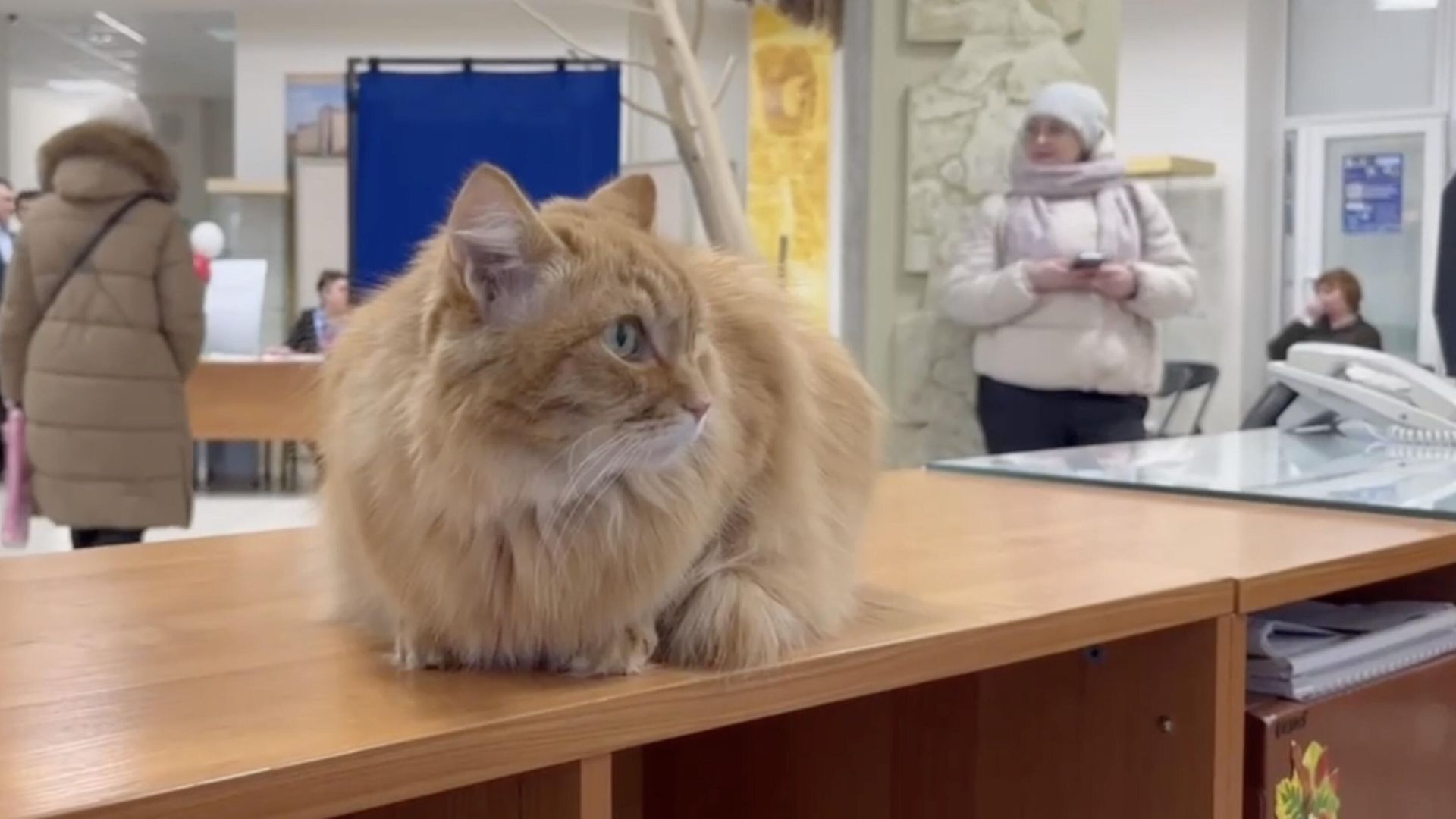 Кот, который является символом музейно-выставочного комплекса в Лангепасе, стал членом УИК № 19 Кот, который является символом музейно-выставочного комплекса в Лангепасе, стал членом УИК № 19 - РИА Новости, 1920, 15.03.2024