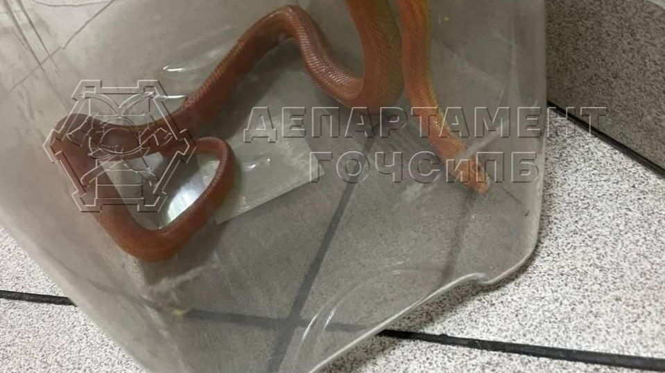 Змея, обнаруженная в квартире жилого дома и переданная в Департамент природопользования и охраны окружающей среды города Москвы - РИА Новости, 1920, 17.03.2024