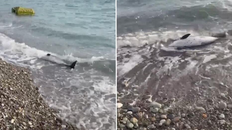 Мертвые дельфины на берегу Черного моря в Сочи Мертвые дельфины на берегу Черного моря в Сочи - РИА Новости, 1920, 02.04.2024