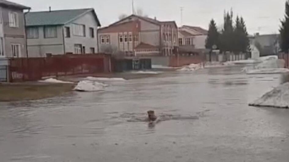 Глава сельсовета Солнечное Алтайского края на камеру переплыл огромную лужу Глава сельсовета Солнечное Алтайского края на камеру переплыл огромную лужу - РИА Новости, 1920, 04.04.2024