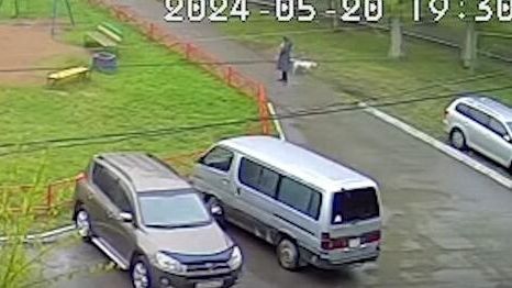 В Ачинске пес боксерской породы смертельно травмировал собаку породы чихуахуа В Ачинске пес боксерской породы смертельно травмировал собаку породы чихуахуа - РИА Новости, 1920, 23.05.2024