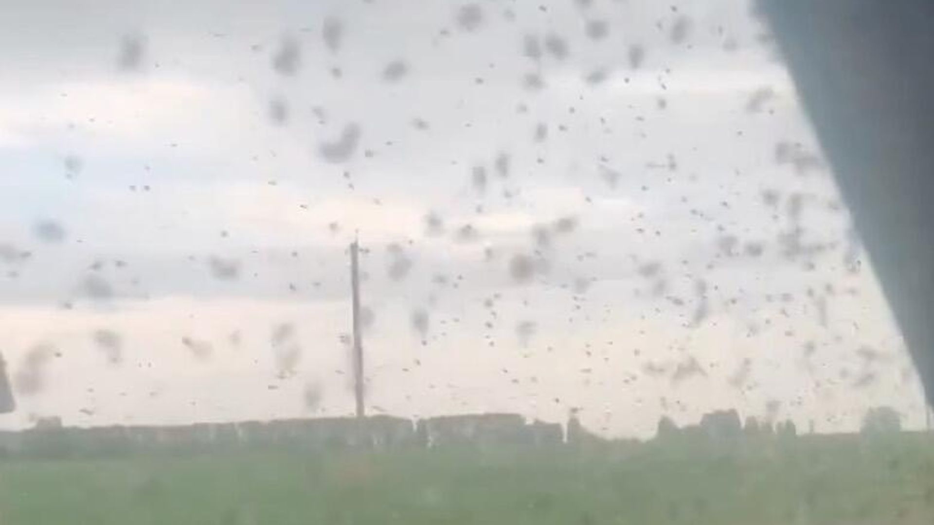 Мошки в Рязанской области. Кадр видео Мошки в Рязанской области. Кадр видео - РИА Новости, 1920, 23.05.2024