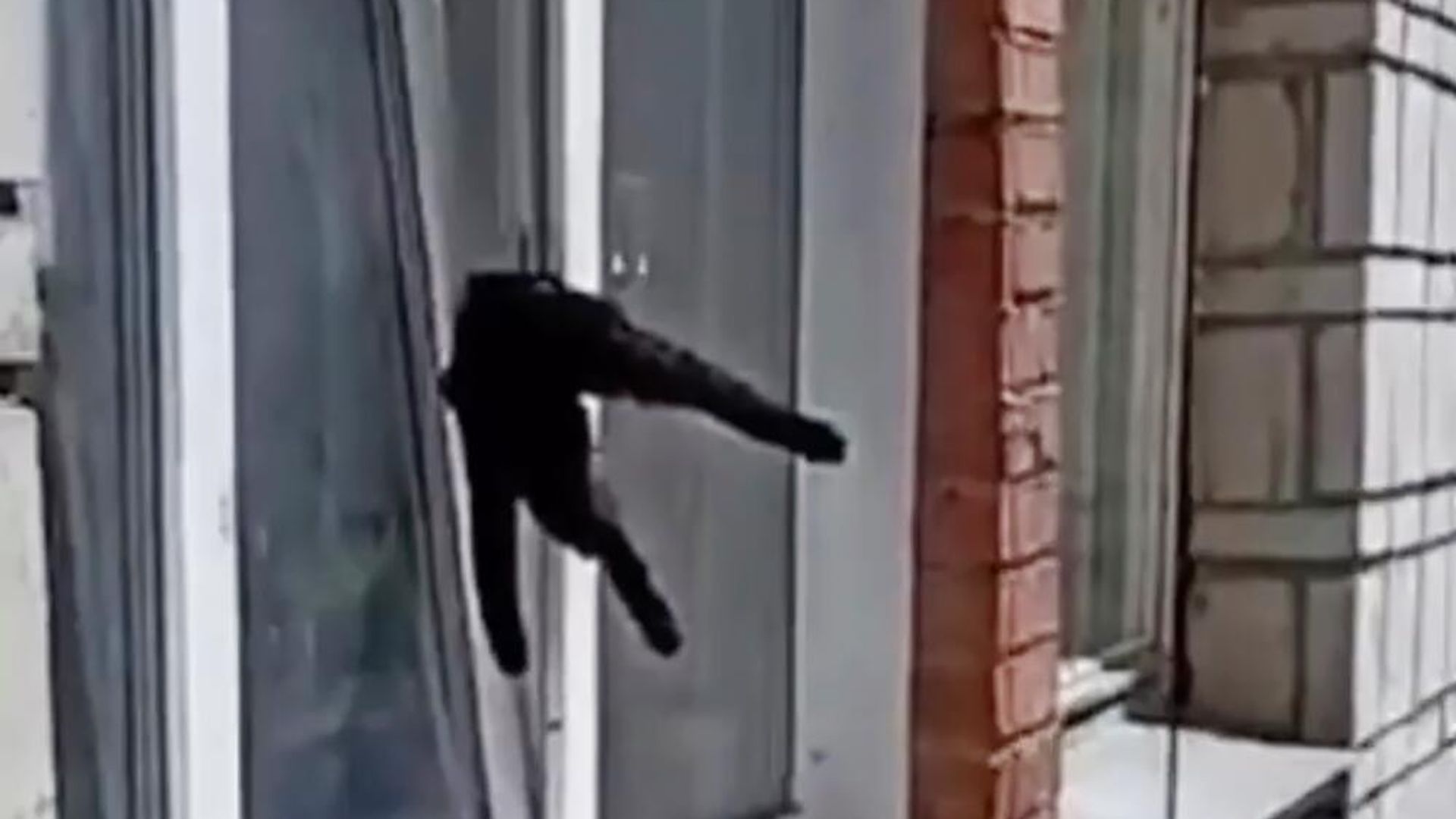 Кошка, застрявшая в окне квартиры в Димитровграде Кошка, застрявшая в окне квартиры в Димитровграде - РИА Новости, 1920, 31.05.2024