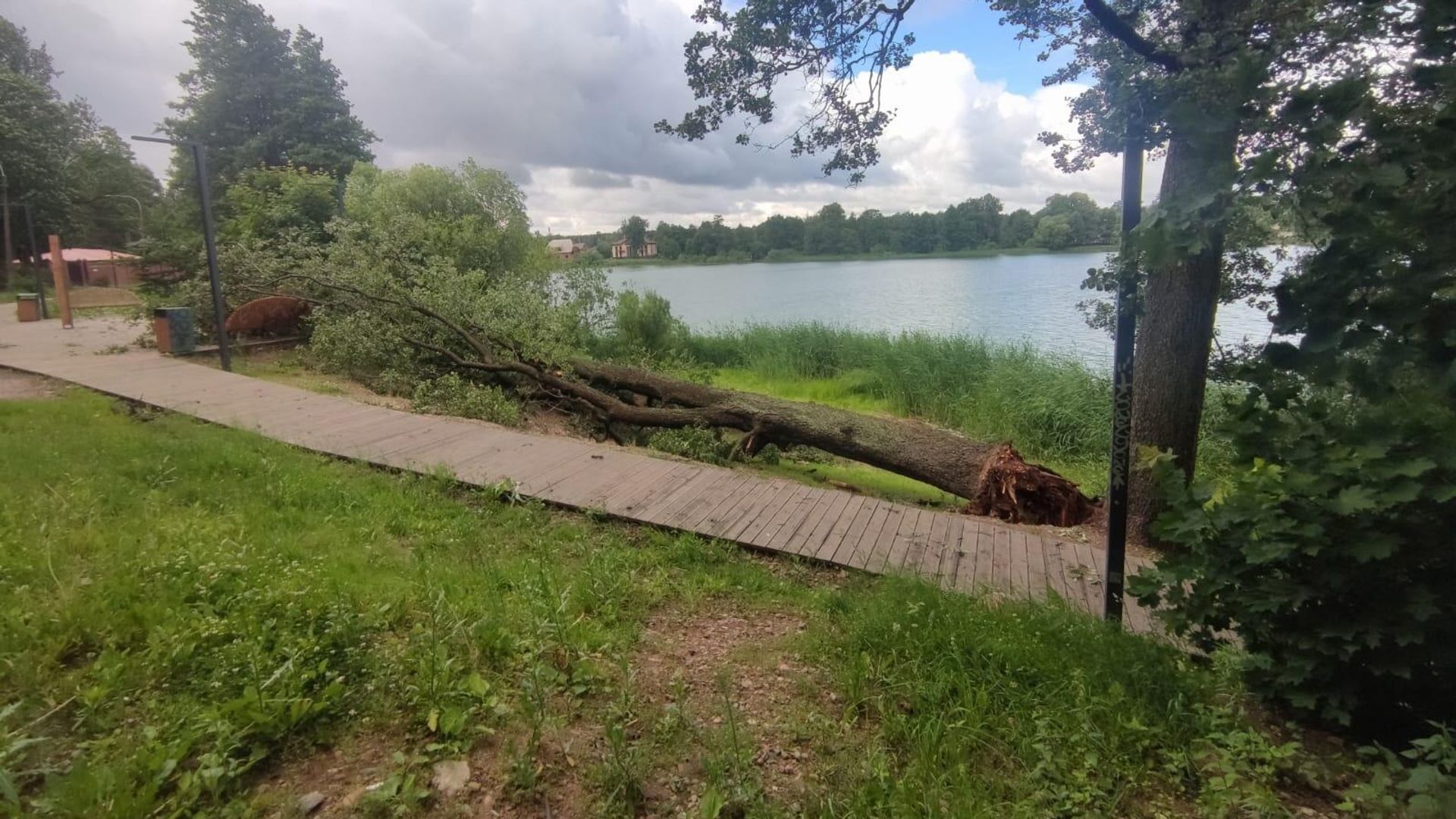Поваленное порывом ветра дерево в Санкт-Петербурге Поваленное порывом ветра дерево в Санкт-Петербурге - РИА Новости, 1920, 20.06.2024
