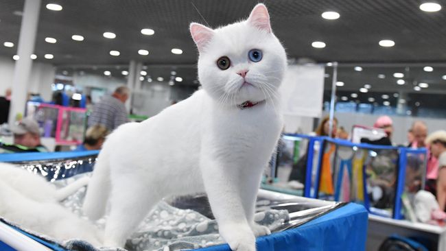 Кошка